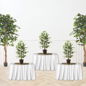 Ficus Tree Centerpiece Rental